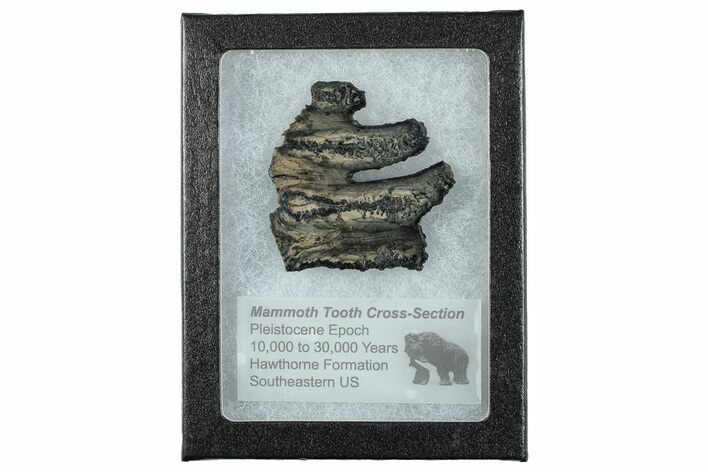 Mammoth Molar Slice With Case - South Carolina #291241